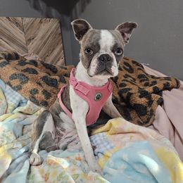 Baby Doll aka Dolly - Seal brindle and white female Boston Terrier puppy in Sulphur Springs, Texas from B&B Bostons