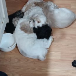 Cocker Spaniel Puppies from Hartwell Cocker Spaniel Kennel