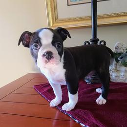 Arrow - Black and white male Boston Terrier puppy in Rogersville, Alabama from Angel's Boston Terriers and French Bulldog