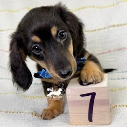 Dallas AKC: Black and Tan, Long Hair - Black and tan male Dachshund puppy in South Easton, Massachusetts from Depot Dachsies