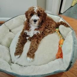 "Izzy, Spring ‘23" Goldendoodle and Poodle Puppies from Red Mountain Minis