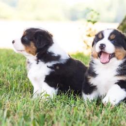 Australian Shepherds from Top Shelf Aussies