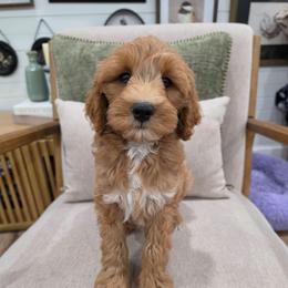 Waffles - Red  male Goldendoodle puppy in Fordland, Missouri from K&K's Puppy Kingdom