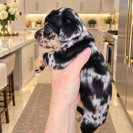 Skitty - Merle female Chihuahua puppy in Eustis, Florida from Chichianna's Legacy