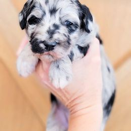 Aussiedoodle and Australian Shepherd Puppies from Western Doodles Utah