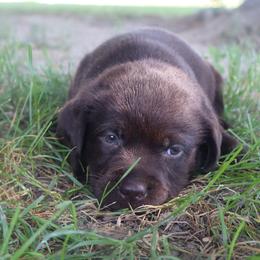 Poppy - Chocolate female Labrador Retriever puppy in Camden, Indiana from Camden's Caring Canines
