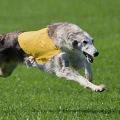 Borzois from Chase N' Dreamz Borzoi