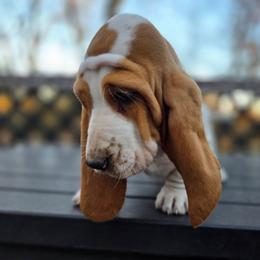 Savanah 2700.00 - Red and white female Basset Hound puppy in Denison, Texas from Emma Lou's Baby Bassets