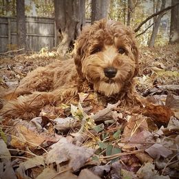 Australian Labradoodles from Triangle Labradoodles’s