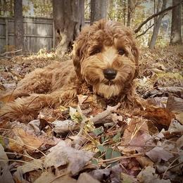 Australian Labradoodles from Triangle Labradoodles’s
