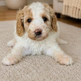 Helen - Parti female Goldendoodle puppy in Yuciapa, California from AlltheDoodlez_