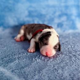 Apache - White and blue merle male Bordoodle puppy in Elizabeth City, North Carolina from Howdy Doodles