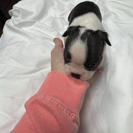 Angel - Black brindle and white female Boston Terrier puppy in Goshen, Ohio from Washburns bostons