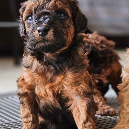 Poodle Puppies from Sankofa Kennel Club