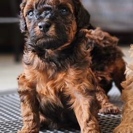 Poodle Puppies from Sankofa Kennel Club