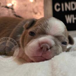 Boston Terrier puppies from Glacier Bark Boston Terriers