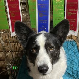 Cardigan Welsh Corgis from Wingsong