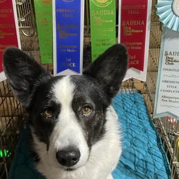 Cardigan Welsh Corgis from Wingsong
