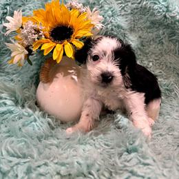 Maverick - Parti male Miniature Schnauzer puppy in Muskogee, Oklahoma from A&W Miniature Schnauzers