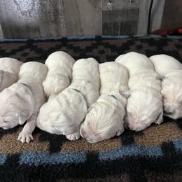 Lexington - Light golden female Golden Retriever puppy in Adair, Oklahoma from Rejoice Retrievers