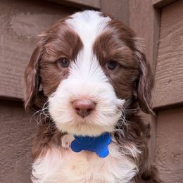 Mr Blue - Chocolate male Australian Labradoodle puppy in Mount Gilead, North Carolina from Tillery Labradoodles