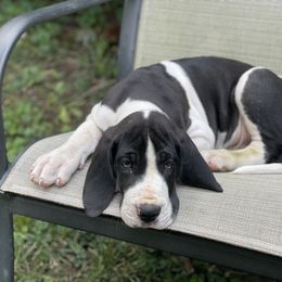 Striker - Mantle Great Dane puppy in Miamisburg, Ohio from Myshire Danes