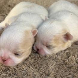 Kaito - Lemon and white male Japanese Chin puppy in Sandstone, Minnesota from Peaceful Garden Cavaliers