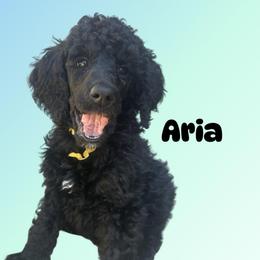 Aria - Black female Poodle puppy in Baltimore, Maryland from Steinrock’s Standards