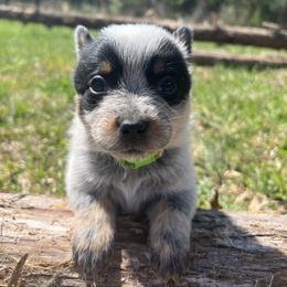 Girl 2 - Blue female Australian Cattle Dog puppy in Irvington, Kentucky from Dry Valley’s Australian Cattle Dogs