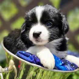 Magnolia - Black tri female Miniature Australian Shepherd puppy in Port Saint Lucie, Florida from Charlene Brannon's Mini Australian Shepherds