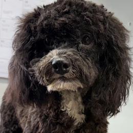 Bessie - Black female Cockapoo puppy in Lebanon, Kentucky from Mosaic Merle Doodles