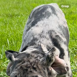 Great Dane Puppies from BkB’s House of Danes