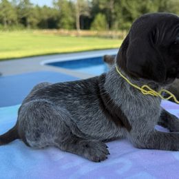 Yellow - Liver roan female German Shorthaired Pointer puppy in Huntington, Texas from B&B GSP’S