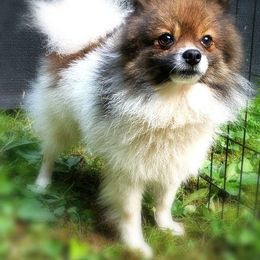 Scooter - Pomeranian