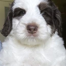 Kingston - Chocolate male Australian Labradoodle puppy in Chuluota, Florida from Delano Australian Labradoodles