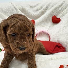 Tiffany - Red  female Poodle puppy in Vilonia, Arkansas from Donna’s Pretty Poodles