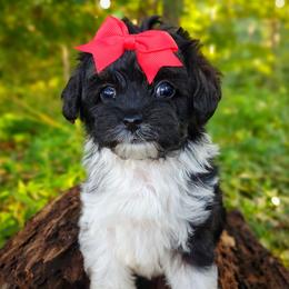 Companion Cross, Havanese, Mal-Shi, Maltese, Maltipoo, Morkie, and Shih Tzu Puppies from Seeking Shalom Acres Maltese, Maltipoos & Havamalts