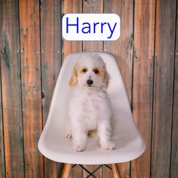Harry - Parti male Goldendoodle puppy in Calhoun, Georgia from Happy Top Doodles