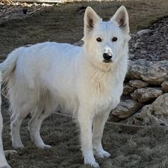 Berger Blanc Suisse puppies from Scenic Creek German Shepherds and White Swiss Shepherds