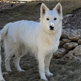 Berger Blanc Suisse puppies from Scenic Creek German Shepherds and White Swiss Shepherds