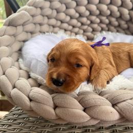 Gloria - Red  female Goldendoodle puppy in Rose Hill, North Carolina from Red Door Canines