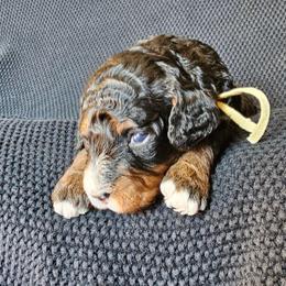 Sparkles - Tri-color female Bernedoodle puppy in Decatur, Georgia from So Adoodable
