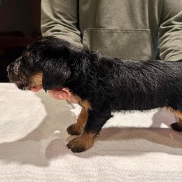 Jagdterrier Puppies from Oregon Jagdterrier