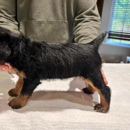 Jagdterrier Puppies from Oregon Jagdterrier