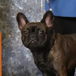 Winnie - French Bulldog