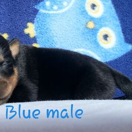 Rottweiler Puppies from Von Hunter Rottweilers