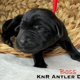 Boss - Black male Labrador Retriever puppy in Grants Pass, Oregon from KnR Antler Dogs