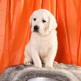 Labrador Retriever Puppies from Sarah Baxter