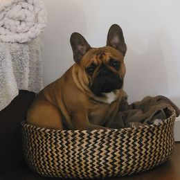 Rowan - French Bulldog
