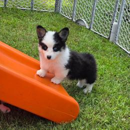 Sequoia - Black and tan female Pembroke Welsh Corgi puppy in Rensselaer, Indiana from Sharand MAS and Pembroke Welsh Corgis